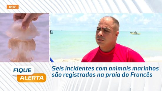 Seis incidentes com animais marinhos são registrados na praia do Francês