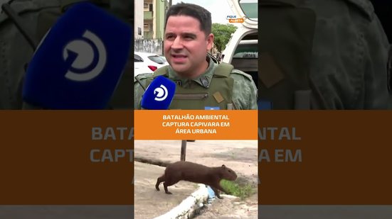 Capivara circula pelo bairro do pinheiro e mobiliza equipes especialistas #FiqueAlerta