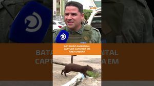 Capivara circula pelo bairro do pinheiro e mobiliza equipes especialistas #FiqueAlerta