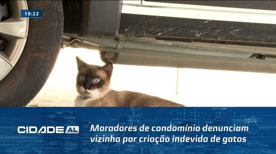 Insalubre: Moradores de condomínio denunciam vizinha por criação indevida de gatos