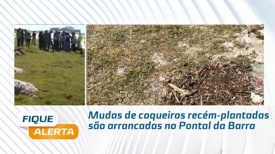 Mudas de coqueiros recém-plantadas são arrancadas no Pontal da Barra