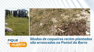 Mudas de coqueiros recém-plantadas são arrancadas no Pontal da Barra