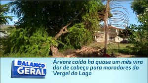 Árvore caída há quase um mês vira dor de cabeça para moradores do Vergel do Lago
