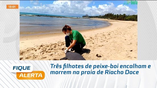 Três filhotes de peixe-boi encalham e morrem na praia de Riacho Doce
