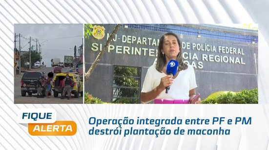 Operação integrada entre PF e PM destrói plantação de maconha com mais de 4 mil pés