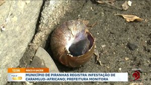 Município de Piranhas registra infestação de caramujo- africano; prefeitura monitora