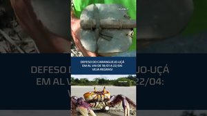 Caranguejo-uçá: defeso começa em 18 de janeiro e proíbe captura e venda até abril #CidadeAL