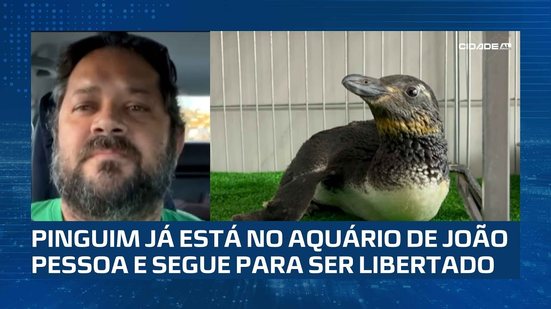 Após Reabilitação em Alagoas: Pinguim resgatado no Gunga é transferido para aquário na Paraíba