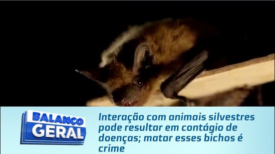 Interação com animais silvestres pode resultar em contágio de doenças; matar esses bichos é crime