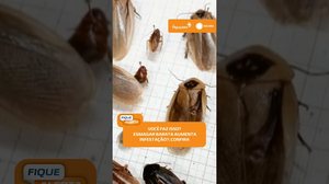 😱 Esmagar barata espalha os ovos e aumenta a infestação? Biólogo revela a verdade #FiqueAlerta