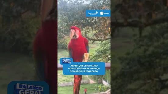 🦜 Xodó da vizinhança: arara-vermelha é resgatada e entregue ao Ibama #BalançoGeralAL