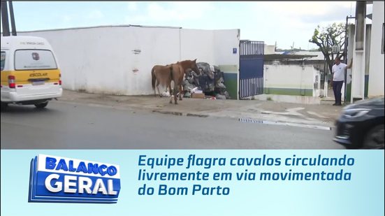 Equipe flagra cavalos circulando livremente em via movimentada do Bom Parto