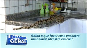 Saiba o que fazer caso encontre um animal silvestre em casa