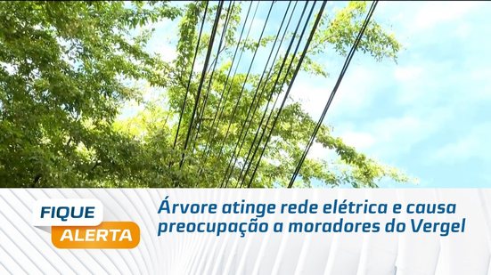 Árvore atinge rede elétrica e causa preocupação a moradores do Vergel