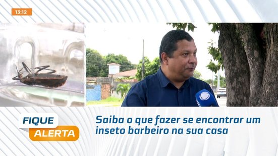 Saiba o que fazer se encontrar um inseto barbeiro na sua casa