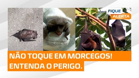 Secretaria de Saúde faz alerta: Não toque em morcegos! Entenda o perigo. 🚨🦇