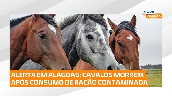 Alagoas é o terceiro estado com mais mortes de cavalos após ingestão de ração contaminada