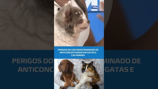ANTICONCEPCIONAL EM PETS FAZ MAL? Veja os perigos! #BalançoGeralAL