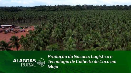 Produção da Sococo: Logística e Tecnologia de Colheita de Coco em Moju