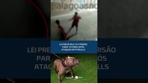 Ataques de pitbulls podem levar tutores à prisão #CidadeAL