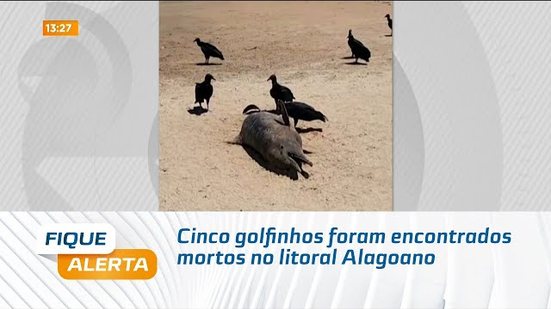Cinco golfinhos foram encontrados mortos no litoral Alagoano