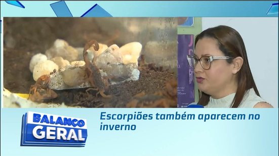Escorpiões também aparecem no inverno