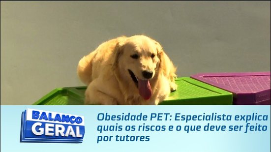 Obesidade PET: Especialista explica quais os riscos e o que deve ser feito por tutores