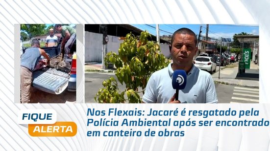 Nos Flexais: Jacaré é resgatado pela Polícia Ambiental após ser encontrado em canteiro de obras