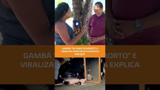 CURIOSO: gambá se finge de morto e chama atenção nas redes  #FiqueAlerta