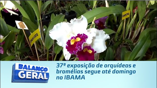 37ª exposição de orquídeas e bromélias segue até domingo no IBAMA