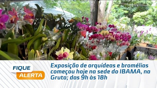 Exposição de orquídeas e bromélias começou hoje na sede do IBAMA, na Gruta; das 9h às 18h