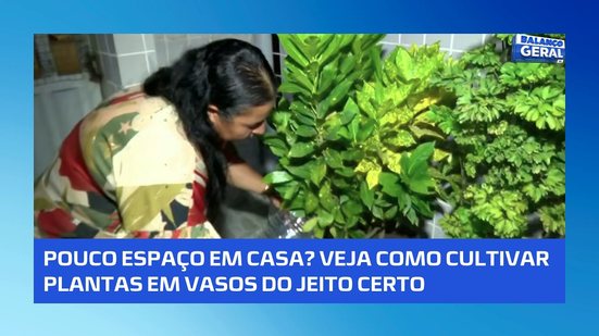 Dicas de como cultivar plantas em vasos