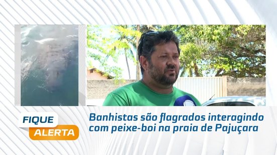 Banhistas são flagrados interagindo com peixe-boi na praia de Pajuçara