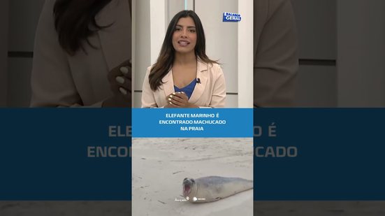 Animal Marinho aparece ferida em praia da Barra de Santo Antônio e chama atenção #BalançoGeralAL