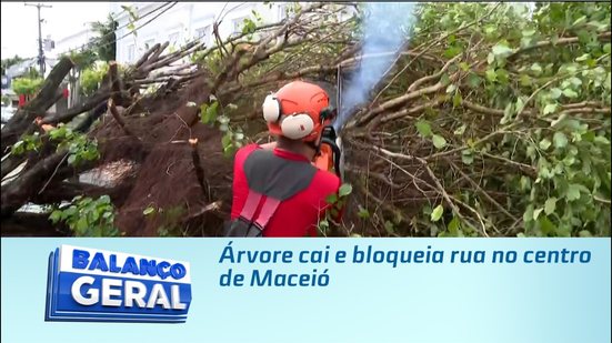 Árvore cai e bloqueia rua no centro de Maceió