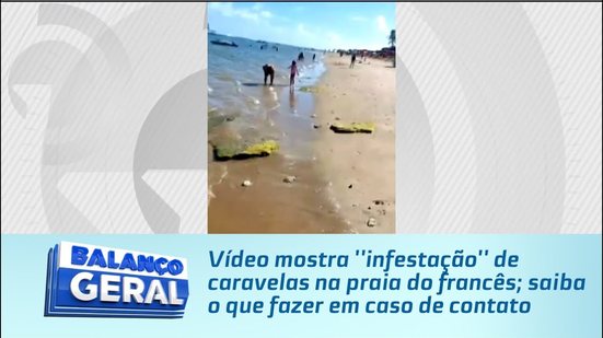 Vídeo mostra ''infestação'' de caravelas na praia do francês; saiba o que fazer em caso de contato