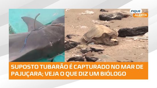 Pescadores registram suposto tubarão no mar de Pajuçara; biólogo explica o caso