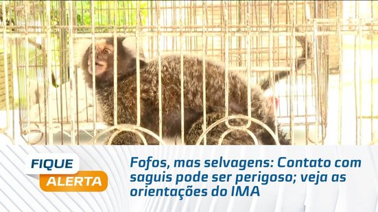 Fofos, mas selvagens: Contato com saguis pode ser perigoso; veja as orientações do IMA