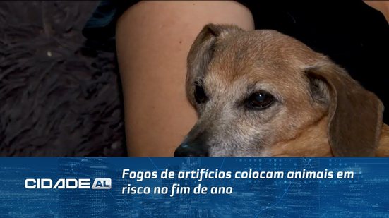 Fogos de artifícios colocam animais em risco no fim de ano; lei vai proibir estampidos em Alagoas