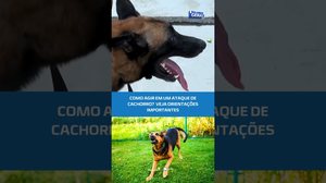 Ataque de cachorro: veja como se proteger e evitar ferimentos #BalançoGeralAL