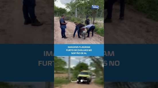 Câmeras registram rebanho sendo furtado; suspeito é identificado #BalançoGeralAL