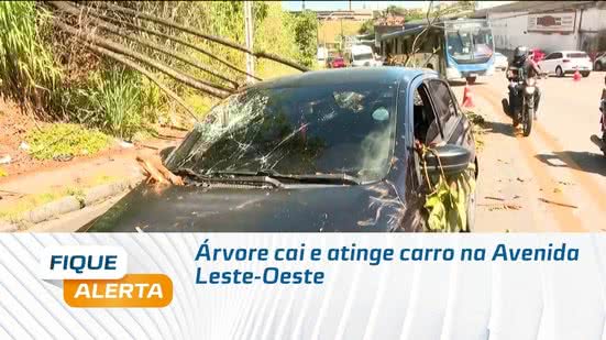 Árvore cai e atinge carro na Avenida Leste-Oeste