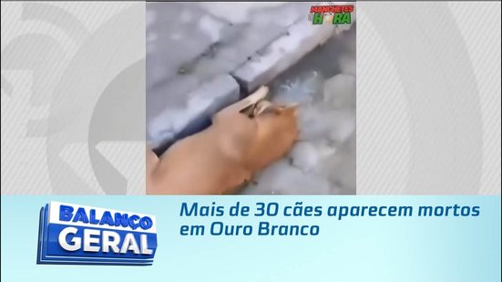 Mais de 30 cães aparecem mortos em Ouro Branco