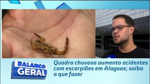 Quadra chuvosa aumenta acidentes com escorpiões em Alagoas; saiba o que fazer