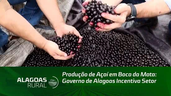 Produção de Açaí em Boca da Mata: Governo de Alagoas Incentiva Setor