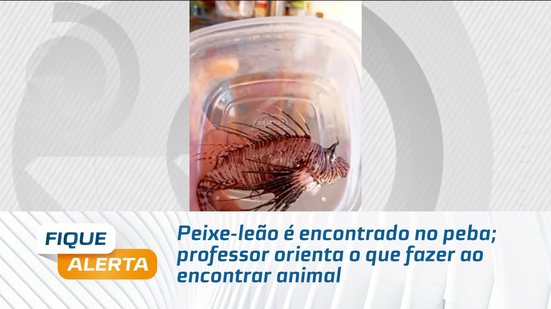 Peixe-leão é encontrado no peba; professor orienta o que fazer ao encontrar animal