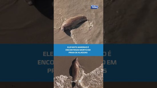 Mistério: elefante-marinho encontrado morto pode ser “Leôncio” #BalançoGeralAL