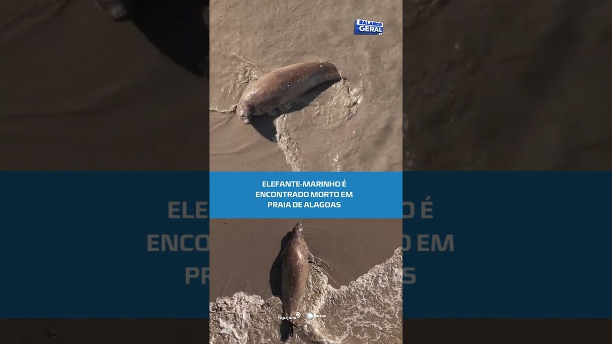 Mistério: elefante-marinho encontrado morto pode ser “Leôncio” #BalançoGeralAL