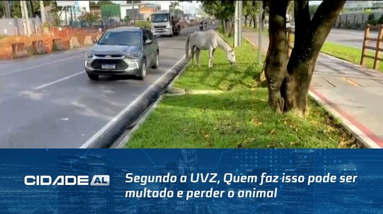 Animais Soltos: Segundo a UVZ, Quem faz isso pode ser multado e perder o animal