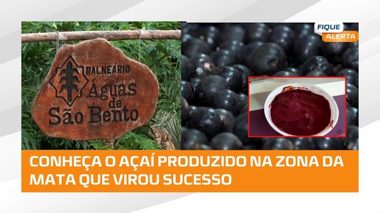 Do pé ao Pote: Açaí cultivado na zona da mata alagoana conquista consumidores pela qualidade